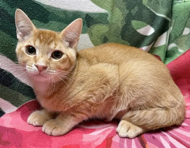 Cheeto Puff