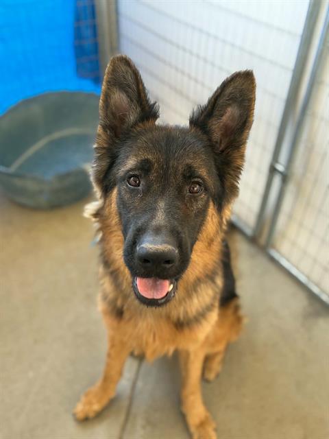 Adoptable Dog