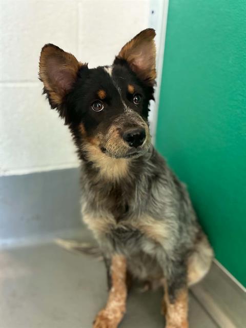 Adoptable Dog