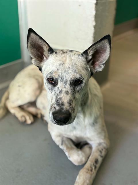 Adoptable Dog
