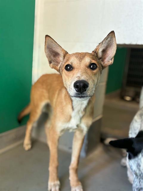 Adoptable Dog