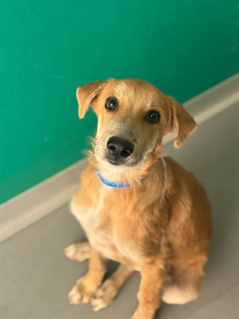 Adoptable Dog