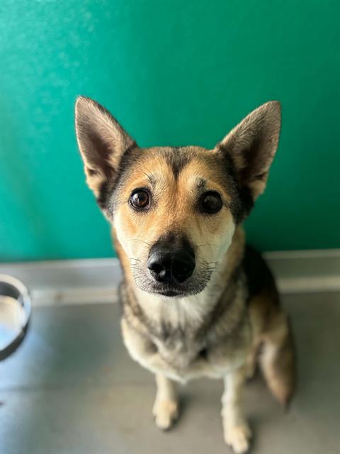 Adoptable Dog
