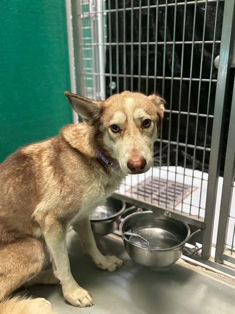 Adoptable Dog