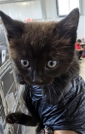 Lady Meowmeow