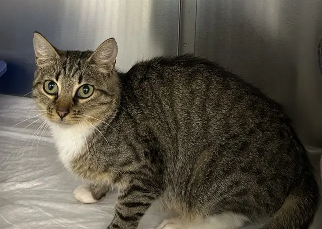Jacqueline Barn Cat