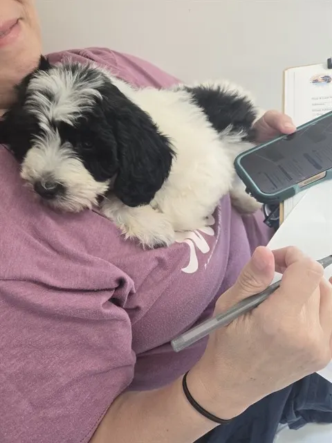 Adoptable Dog