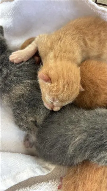 Adoptable Cat