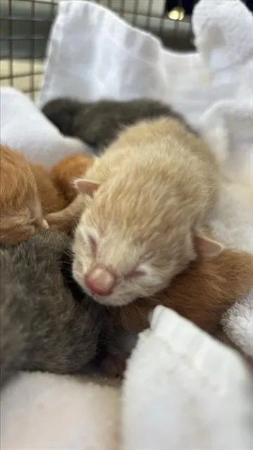 Adoptable Cat