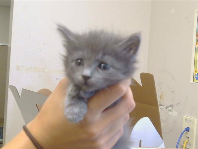 Adoptable Cat