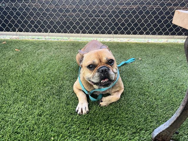 Mugsy