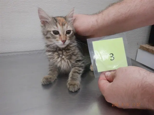 Adoptable Cat