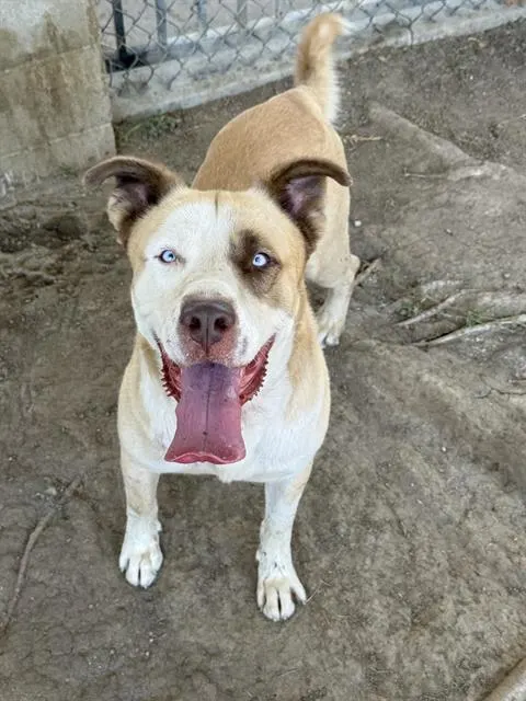 Benji