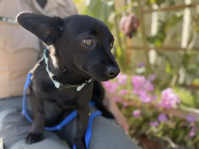 Oliver