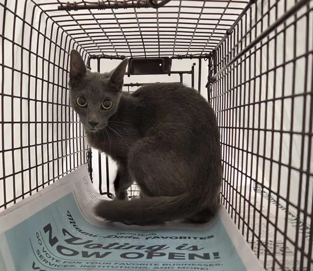 Adoptable Cat