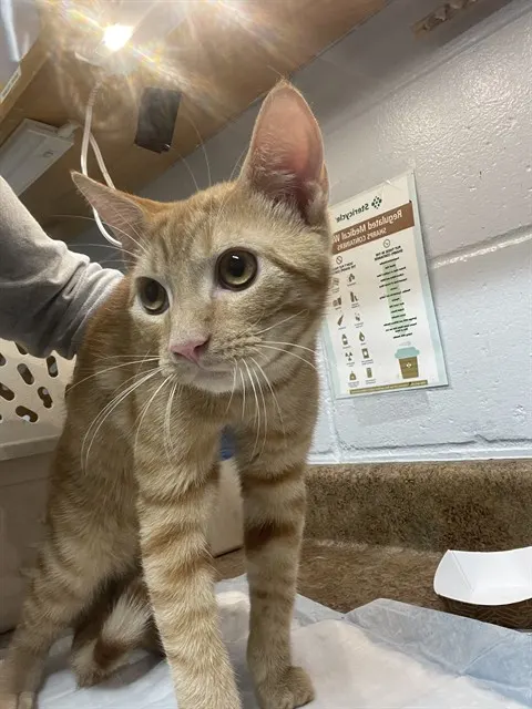 Dylan