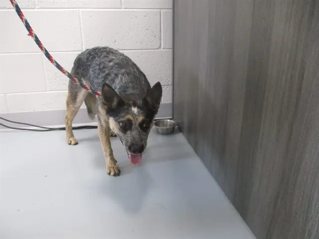 Adoptable Dog