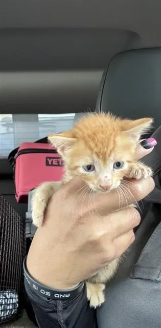 Adoptable Cat