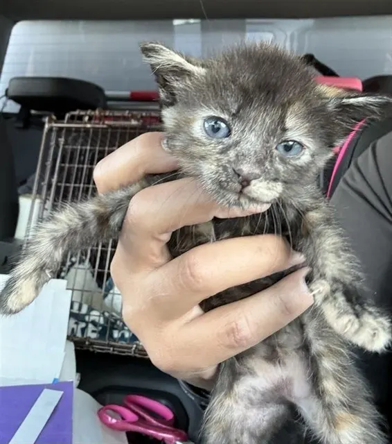 Adoptable Cat