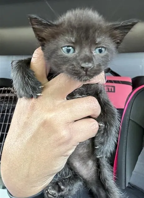 Adoptable Cat