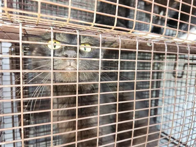 Adoptable Cat