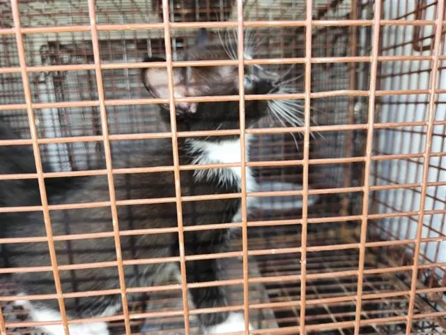 Adoptable Cat
