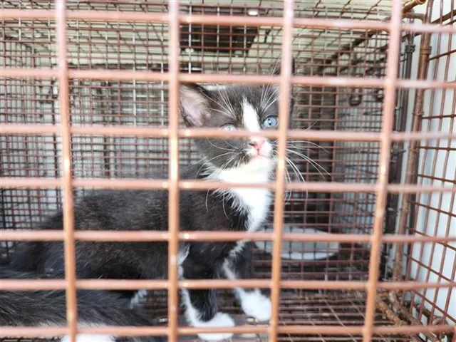 Adoptable Cat