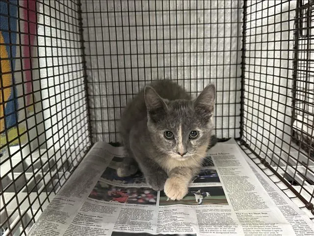 Adoptable Cat