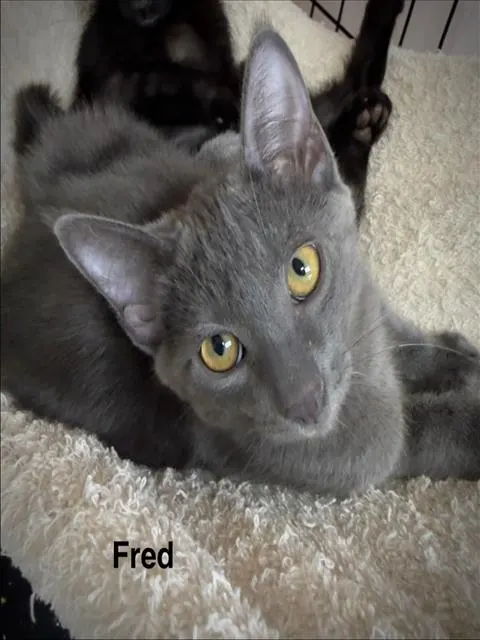 Fred