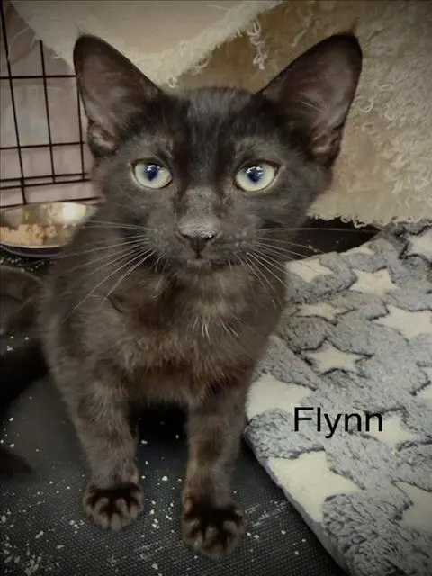 Flynn