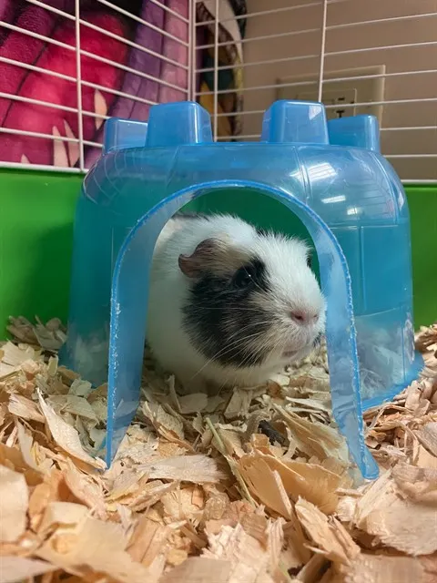 Lena