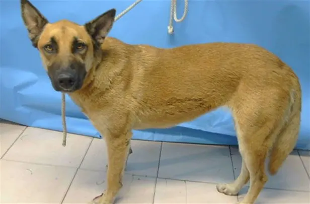 Adoptable Dog