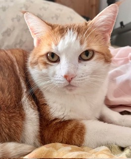 Ginger Jr (G.J