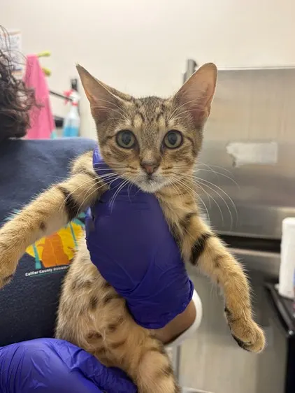 Adoptable Cat