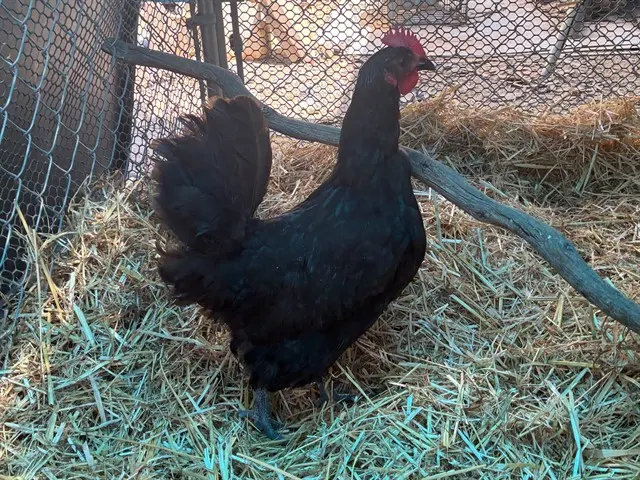 Adoptable Bird