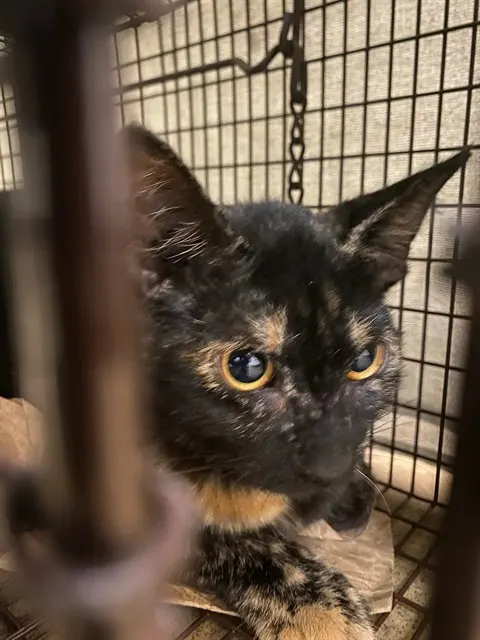 Adoptable Cat