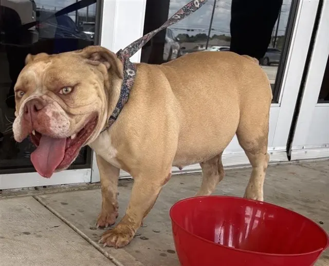Adoptable Dog