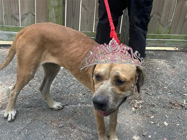 Adoptable Dog