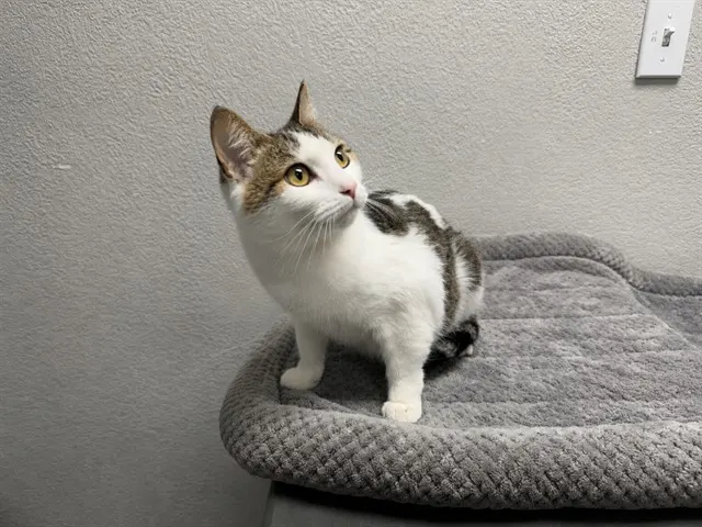 Marshmallow
