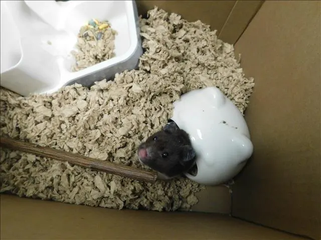 Hammy