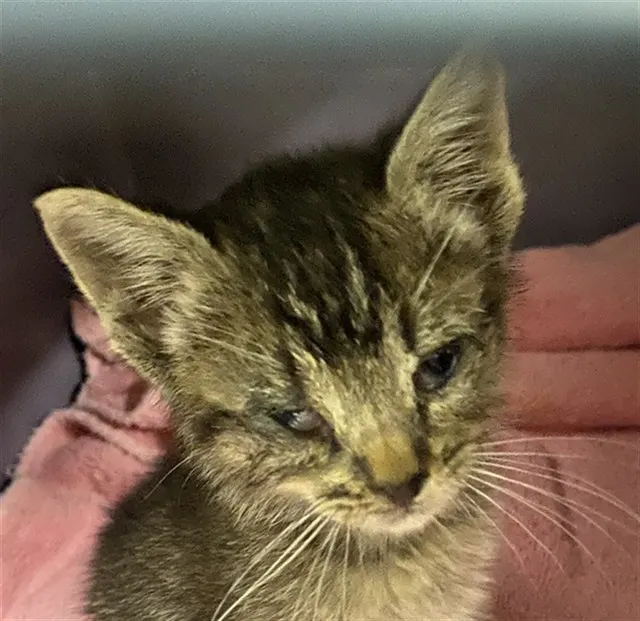 Adoptable Cat