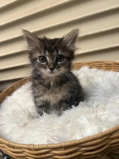 Matilda
