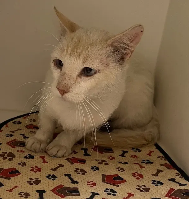 Pleasanton 4-Feral