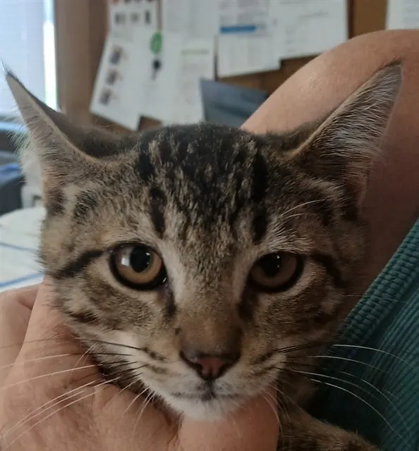 Manny Cat