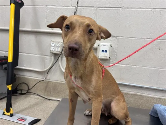Adoptable Dog