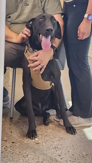 Black Dog