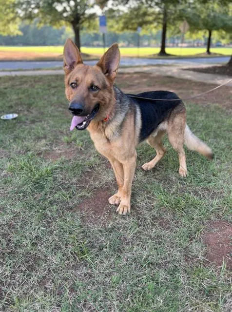 Samson