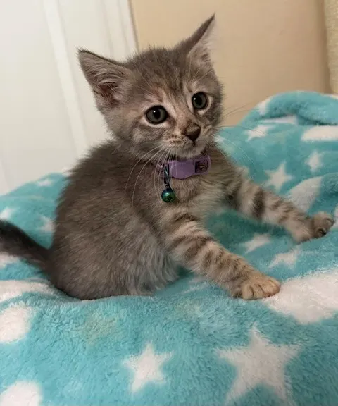 Nimbus