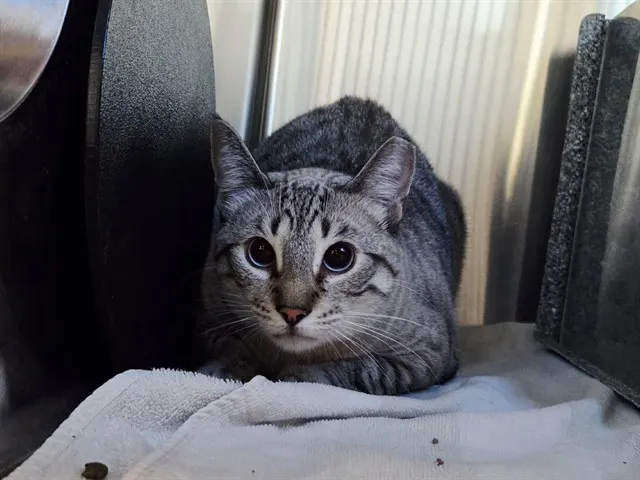 Adoptable Cat