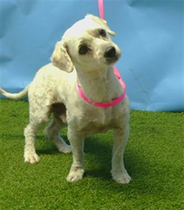 Adoptable Dog